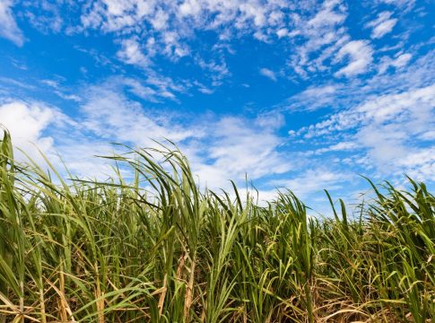 Crop Over 2026 – Ceremonial Delivery of the Last Canes